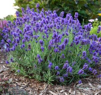 Šaurlapu lavanda 'Anna' (pieejams no jūnija)